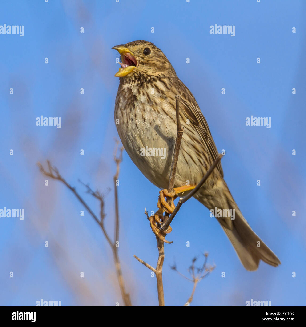 Corn Bunting (Emberiza calandra) gehockt und Gesänge aus hohen Position Stockfoto