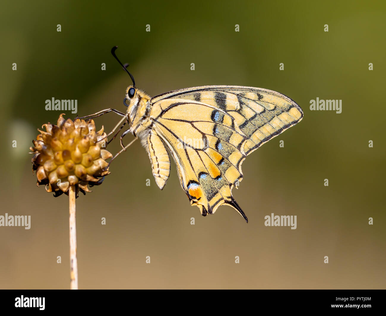 Swallowtail (Zygaena Filipendulae) ruht auf Allium Anlage im Morgenlicht. Der Schwalbenschwanz ist Europas größte native Schmetterling, und auch eines unserer Stockfoto