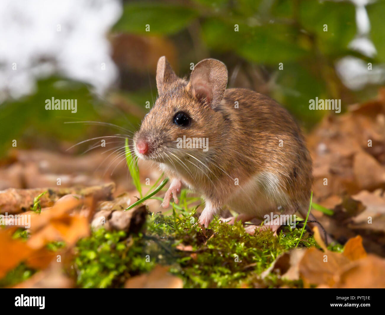 Gelbe necked Maus auf Waldboden Stockfoto
