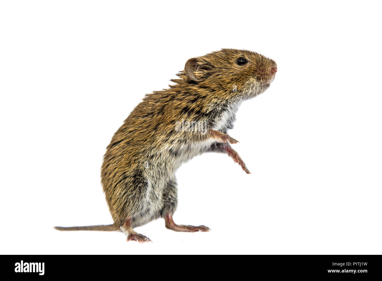 Bank vole (Myodes glareolus Clethrionomys glareolus; früher). Kleine vole mit rot-braunen Fell steht auf den Hinterbeinen auf weißem Hintergrund Stockfoto