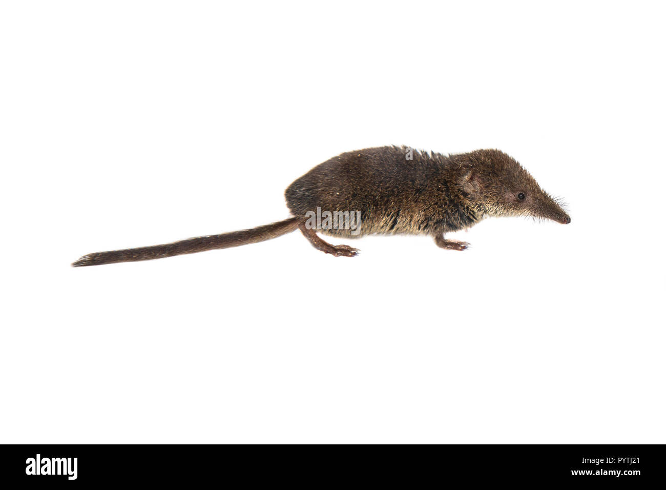 Eurasischen pygmy Waldspitzmaus (Sorex Minutus) Kamera schaut auf weißem Hintergrund Stockfoto