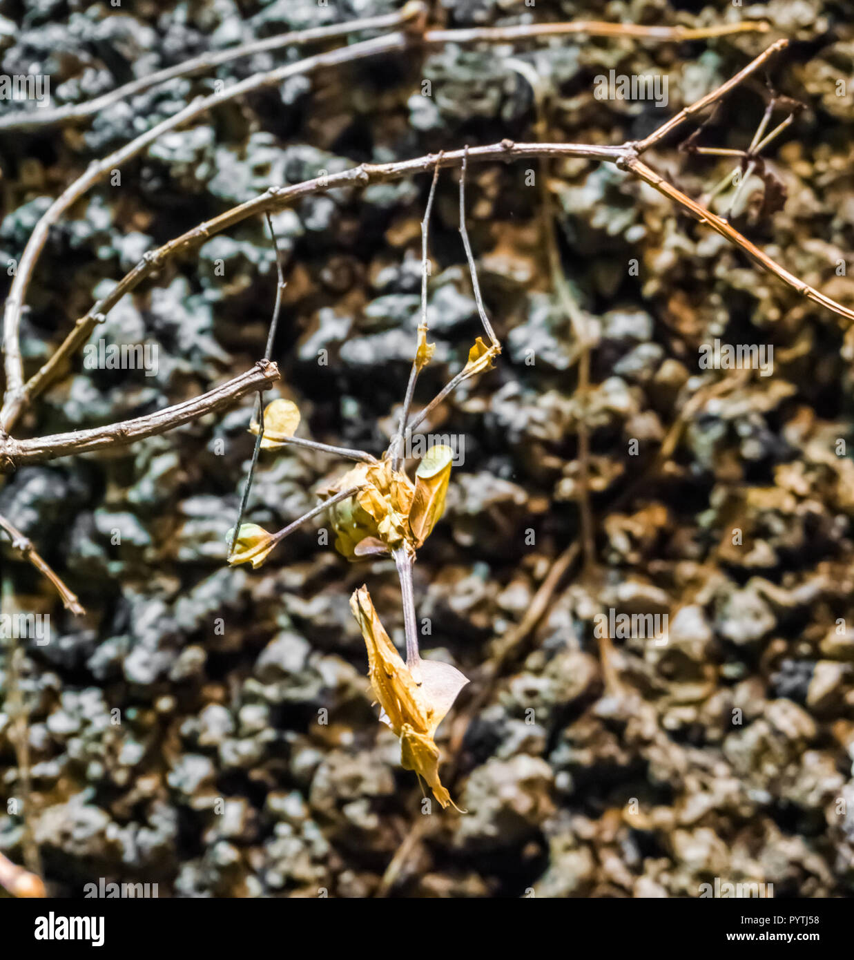 Seltsame seltene und einzigartige Spazierstock oder Blatt im Makro Nahaufnahme Stockfoto