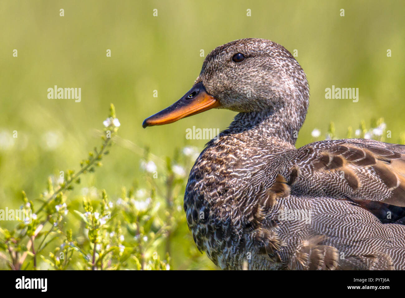 Portrait der männlichen Schnatterente (Anas strepera) im Grünland. Die schnatterente ist ein Vogel der offenen Feuchtgebiete, wie Prärie oder Steppe Seen, nasses Grünland oder Marsh Stockfoto