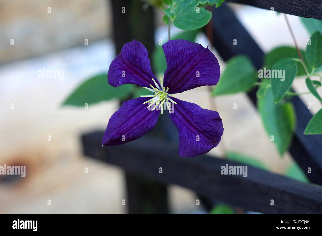 Clematis Pflegeleichte Staude Weinstock Blume Mit Vier Dunkle Blaue Bis Violette Bluten Und Gelben Center Wachsen Auf Holzernen Zaun In Den Garten Stockfotografie Alamy