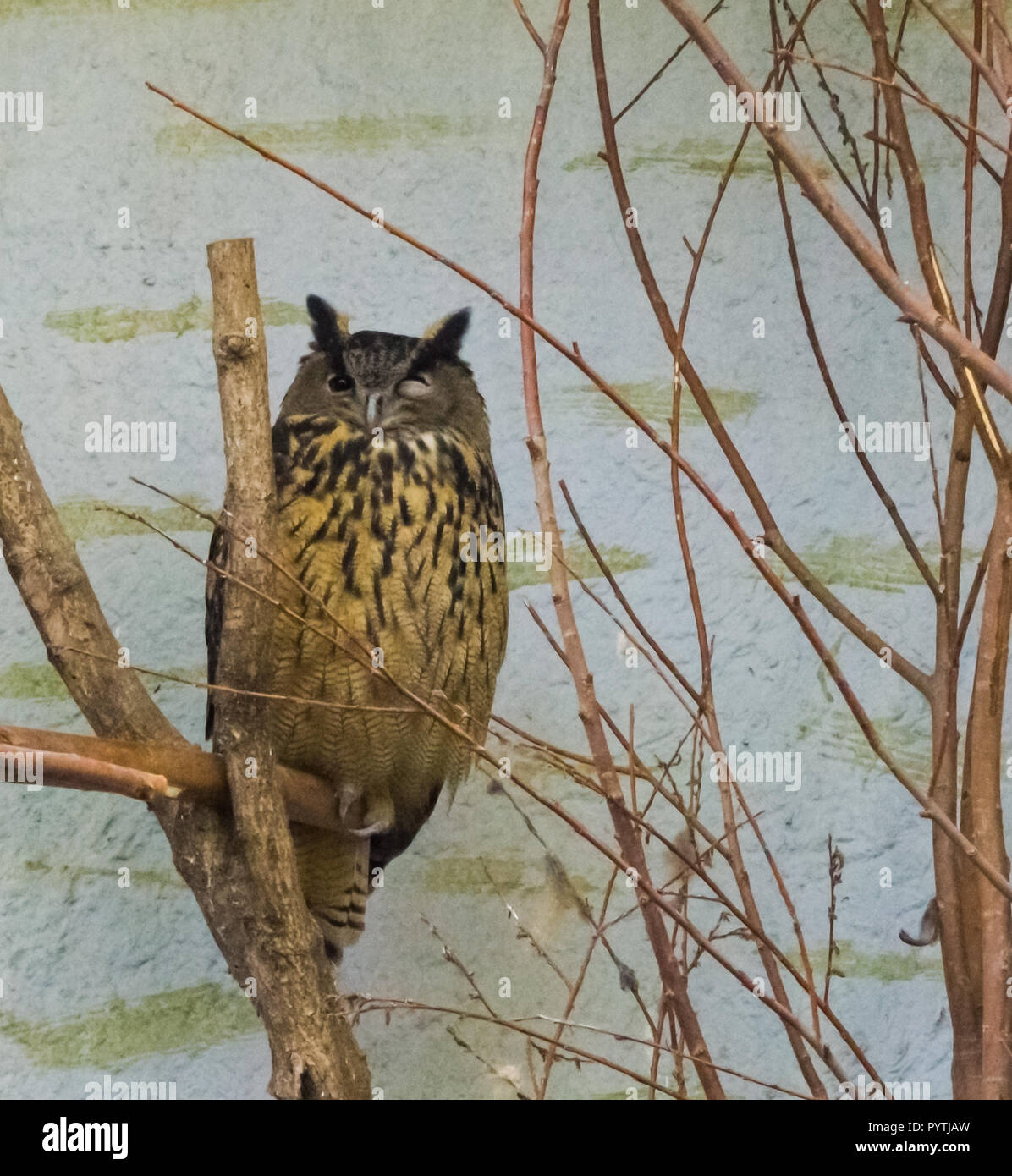 Braun gelb Uhu Vogel auf einem Zweig in Richtung Kamera winking Stockfoto