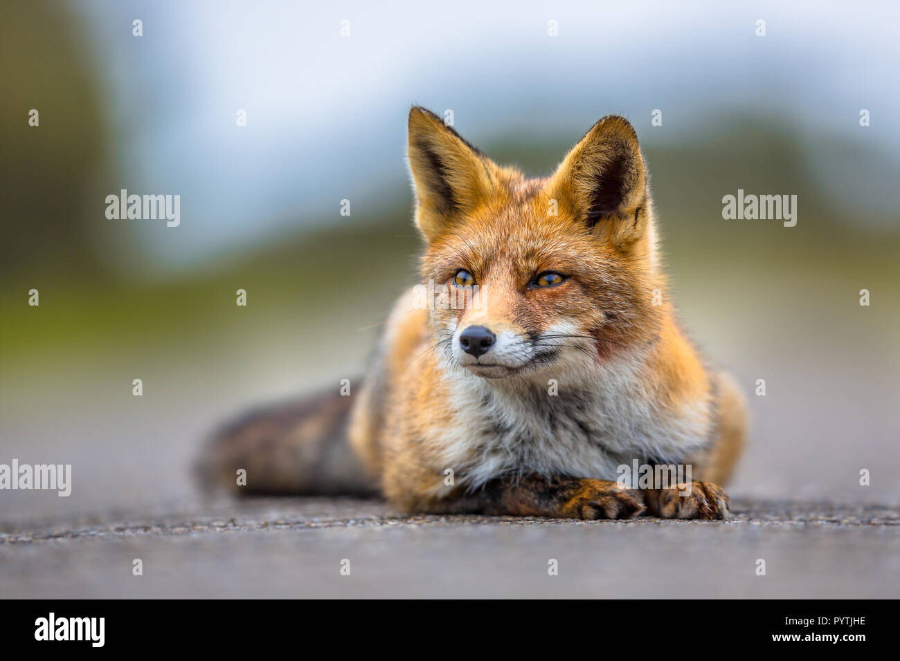 Gerade Europäische Red Fox (Vulpes vulpes), während sie auf dem Boden liegen. Rote Füchse sind anpassungsfähig und opportunistische Allesfresser und sind in der Lage, erfolgreiche Stockfoto