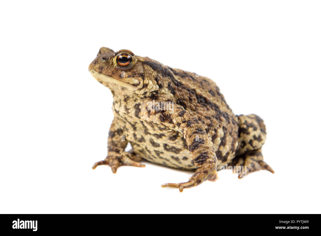 Europäische Erdkröte (Bufo bufo) auf weißem Hintergrund Stockfoto
