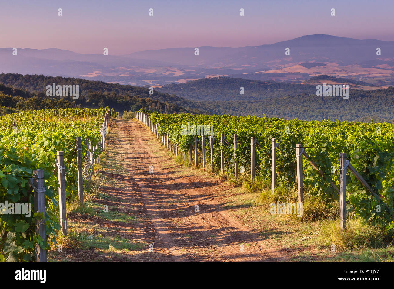 Unbefestigte Straße durch Chianti Weinberg in den Toskanischen Hügeln am Morgen Sommer, Italien Stockfoto