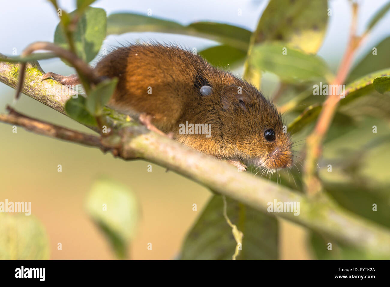 Eurasischen Ernte Maus (Micromys Minutus) zu Fuß auf Zweig mit Castor bean Zecke (Ixodes ricinus) in seinem Fell. Mäuse spielen eine wichtige Rolle in der spre Stockfoto