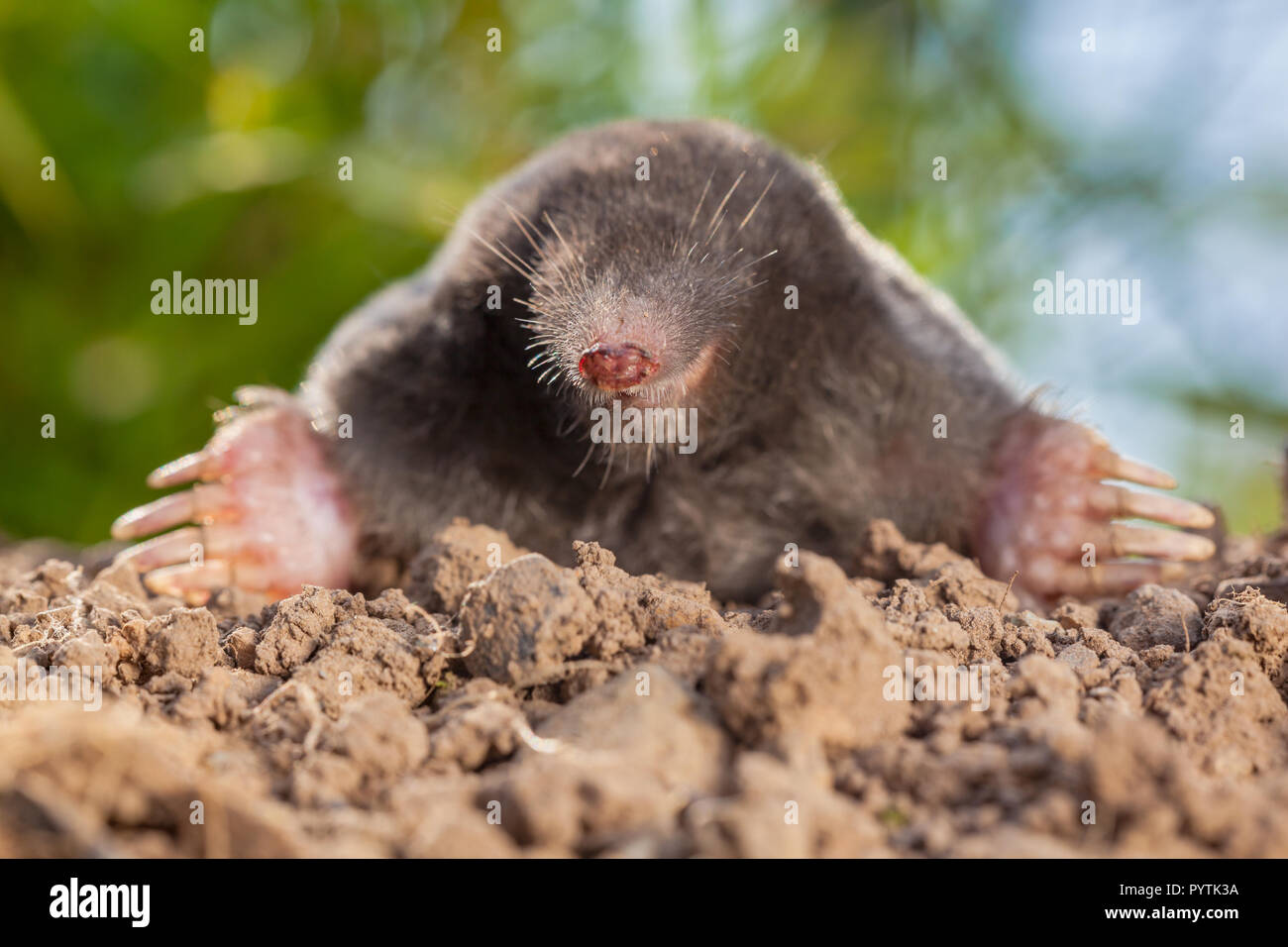 Portrait von Europäischen mole oder gemeinsamen Maulwurf (Talpa europaea) Dies ist ein Säugetier der Bestellung Soricomorpha und in Europa sehr verbreitet. Stockfoto