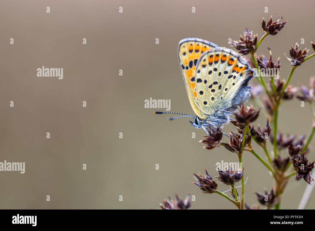 Verrußtes Kupfer (Lycaena tityrus) auf den Blumen von scharfen thront blühenden Rush (Juncus acutiflorus) mit grauem Hintergrund Stockfoto