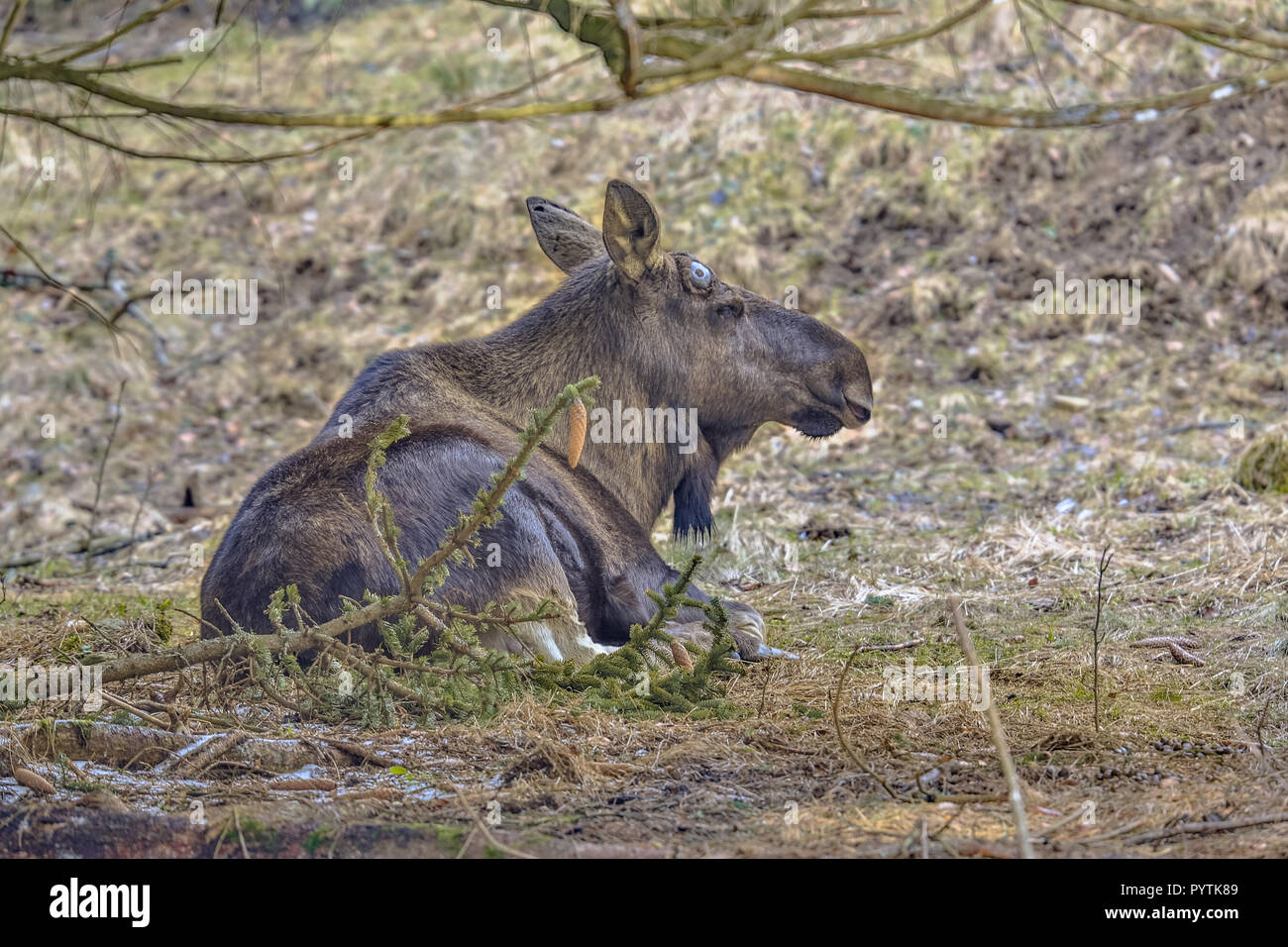 Die Elche (Nordamerika) oder Elch (Eurasien), Alces alces, ist die größte rezenten Arten in der Hirsch Familie. Erwachsenen Tier ruhen unter dem Baum. Stockfoto