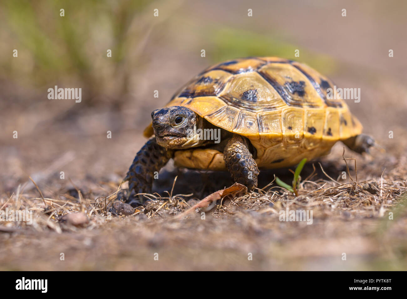 Juvenile Sporn - thighed Schildkröte oder Griechische Landschildkröte (Testudo graeca) ist eine von fünf Arten der mediterranen Schildkröte in der Gattung Testudo platziert Stockfoto