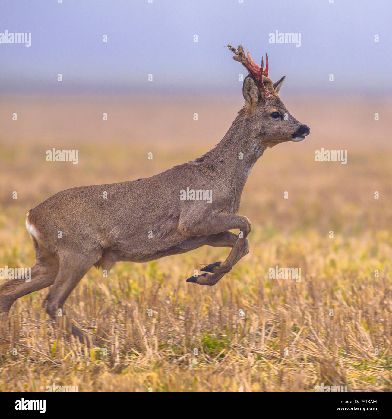 Reh (Capreolus capreolus) springen durch Grünland und auf der Flucht vor Gefahr Stockfoto