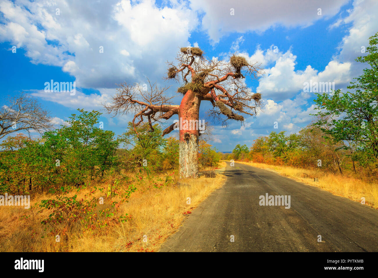 Game Drive Safari in Musina Nature Reserve, eine der größten Sammlungen von baobabs in Südafrika. Die malerische Landschaft der Baobab Baum in der Limpopo Spiel und Naturschutzgebiete. Stockfoto