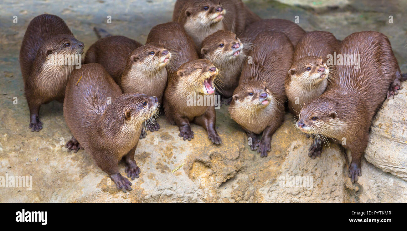 Gruppe von lustigen orientalischen kleine Krallen otter Aonyx cinerea (syn. Amblonyx cinereus) Suchen Sie unterhaltsam an Zuschauer Stockfoto