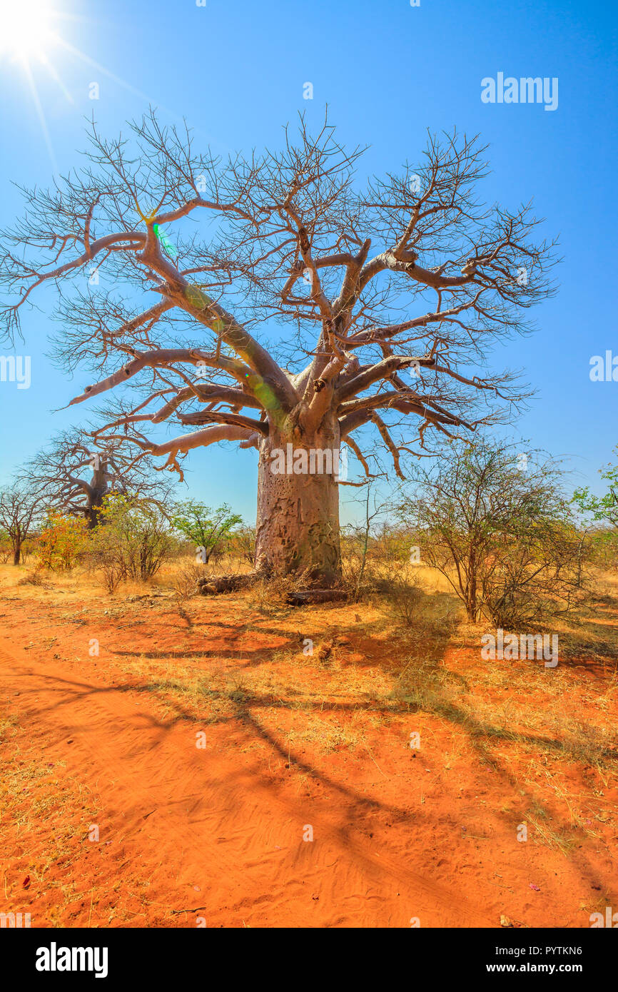 Baobab Baum auch als Affe Brot Bäume, tabaldi oder Flasche Bäume bekannt, in Musina Nature Reserve, Südafrika. Baobab Forest Reserve in Limpopo. Vertikale erschossen. Sonnenlicht mit blauem Himmel. Stockfoto