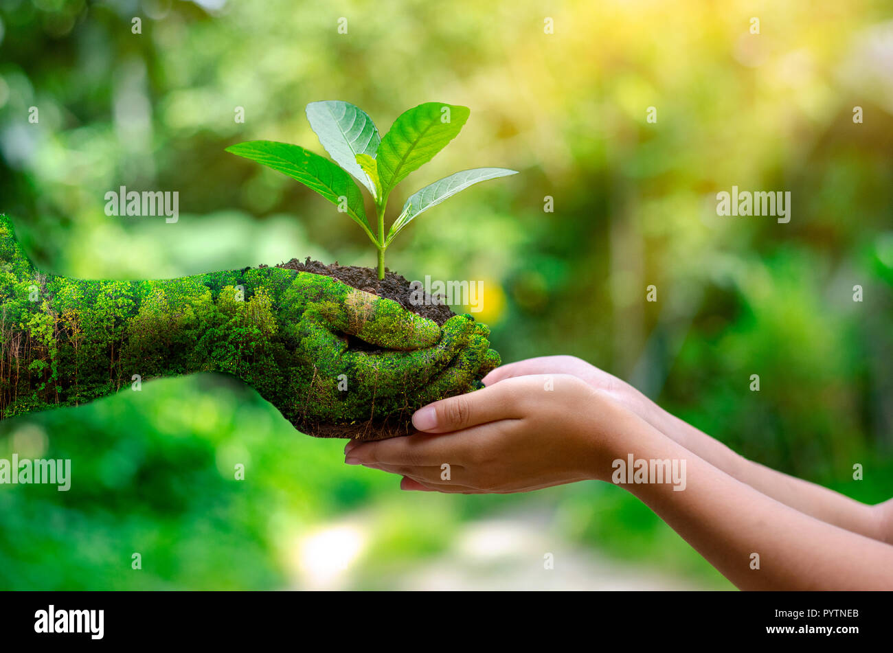 Umwelt Tag der Erde in den Händen von Bäumen wachsenden Sämlinge. Bokeh grüner Hintergrund weibliche Hand Baum auf natur feld gras wald conservati Stockfoto