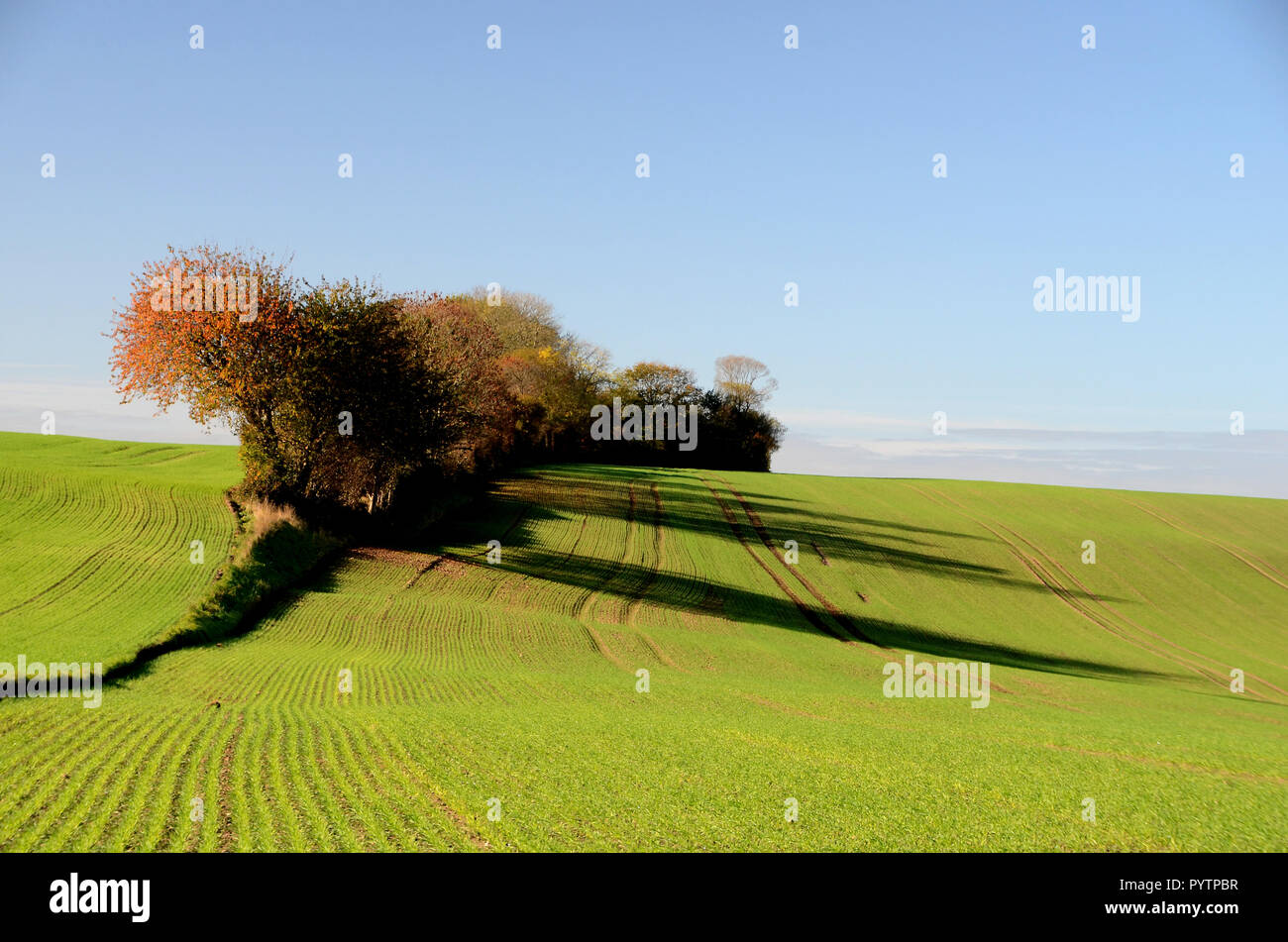 Landschaft mit Feldern mit Winter Pflanzen und Bäume im Herbst Farben, die niedrig stehende Sonne wirft lange Schatten. Stockfoto