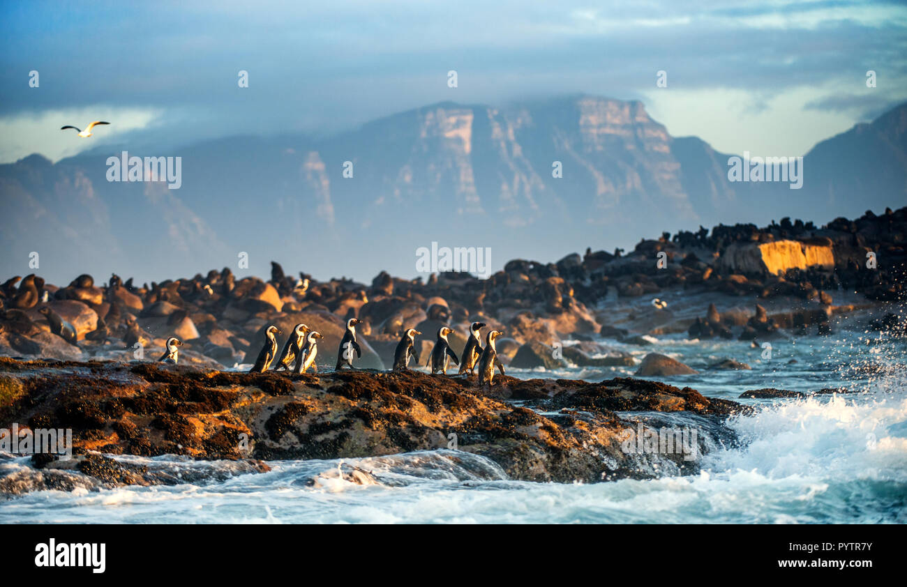 Afrikanische Pinguine auf Seal Island. Dichtungen Kolonie auf dem Hintergrund. African Penguin, Spheniscus demersus, auch als die Brillenpinguine und schwarz-foo bekannt Stockfoto