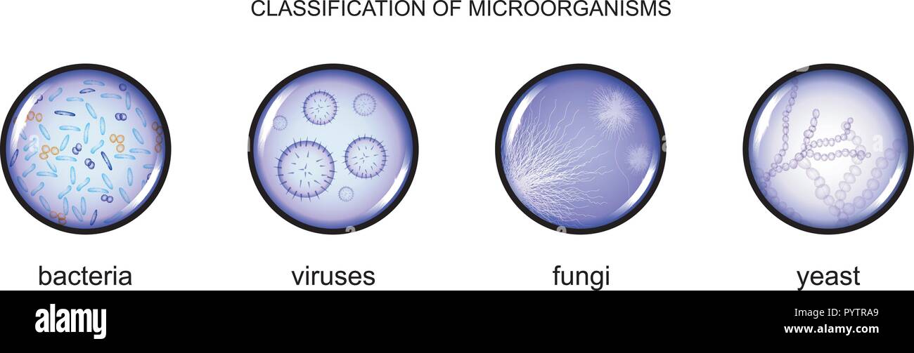 Vector Illustration Systematik der Mikroorganismen, Bakterien, Viren, Pilze und Hefen Stock Vektor