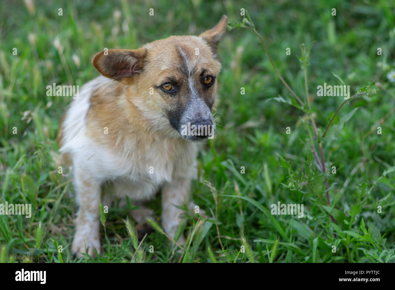 Portrait von niedlichen kleinen Mischling Hund mit verdächtig aussehen im Sommer sitzen Gras Stockfoto