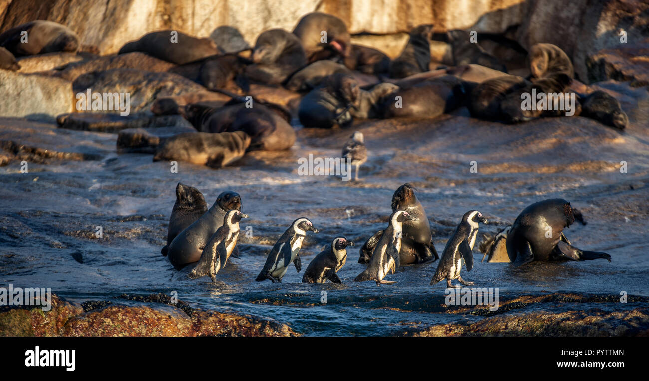 Afrikanische Pinguine auf Seal Island. Dichtungen Kolonie auf dem Hintergrund. African Penguin, Spheniscus demersus, auch als die Brillenpinguine und schwarz-foo bekannt Stockfoto