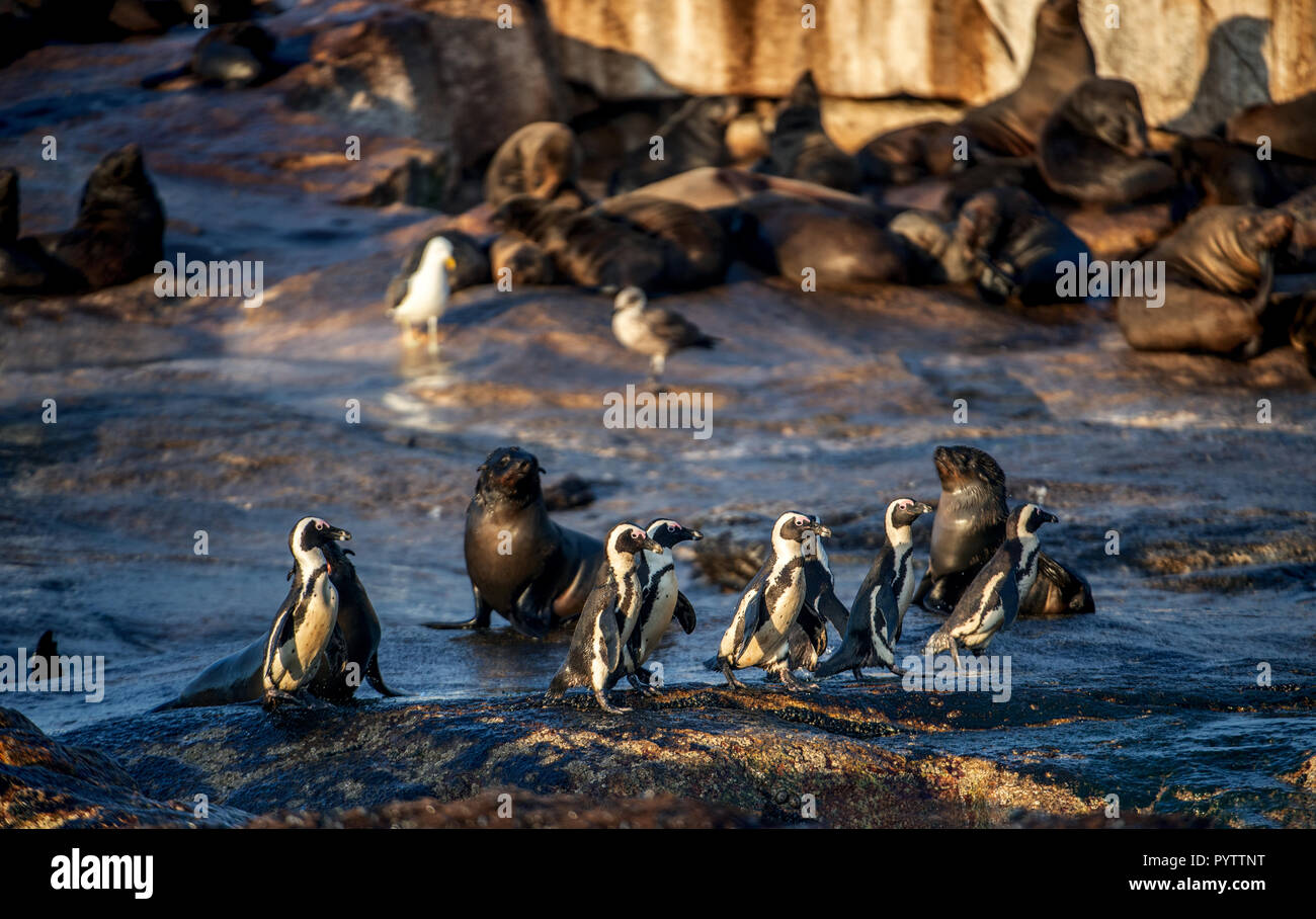 Afrikanische Pinguine auf Seal Island. Dichtungen Kolonie auf dem Hintergrund. African Penguin, Spheniscus demersus, auch als die Brillenpinguine und schwarz-foo bekannt Stockfoto