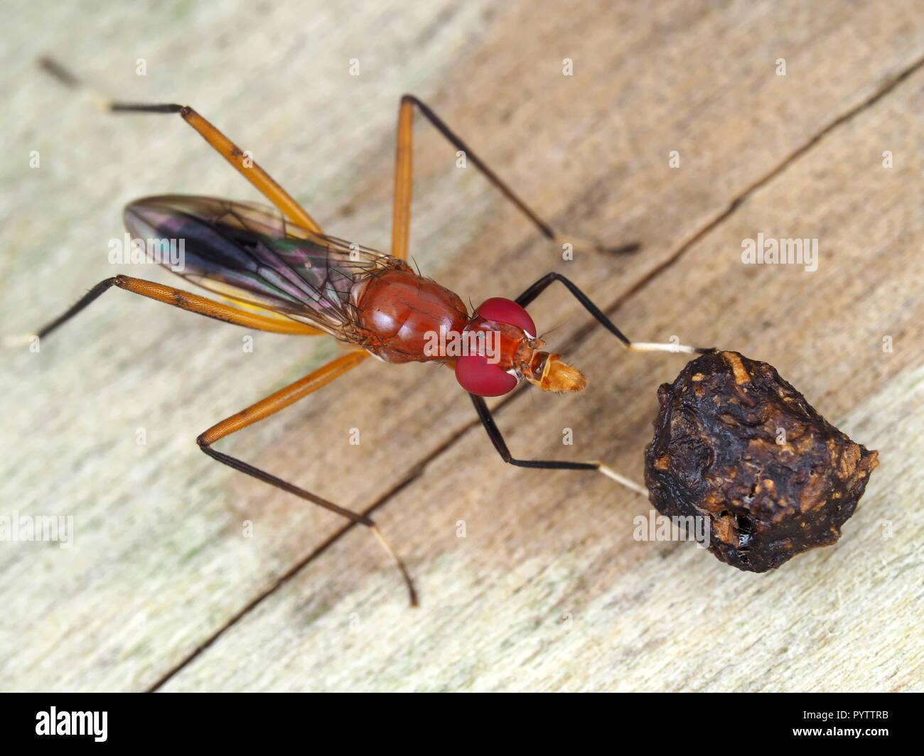 Makroaufnahme einer Stelzenbeine (Micropezidae) mit einem Stück potentieller Nahrung in Texas, USA - Makrofotografie Stockfoto