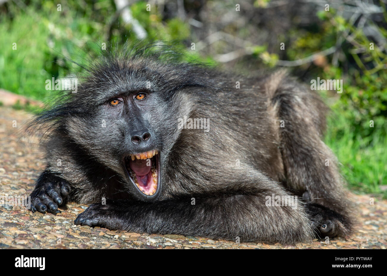 Pavian mit offenen Mund aussetzen Eckzähne. Die Chacma baboon (Papio ursinus), auch als Kap Pavian bekannt. Südafrika. Stockfoto
