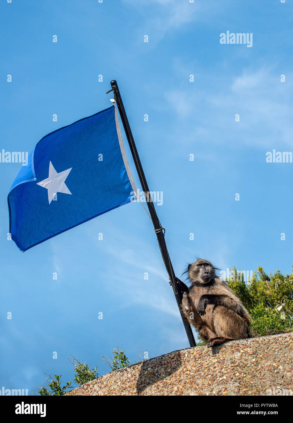 Pavian mit somalischen Flagge auf und blauer Himmel. Die Chacma baboon (Papio ursinus), auch als Kap Pavian bekannt. Stockfoto