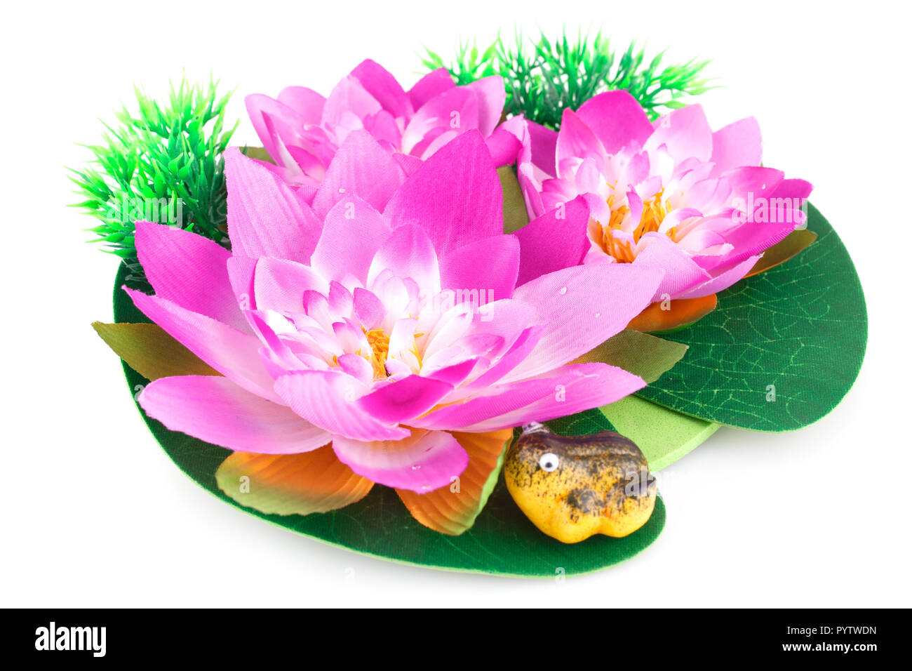 Pink Lotus Blumen und Frosch auf weißem Hintergrund. Stockfoto