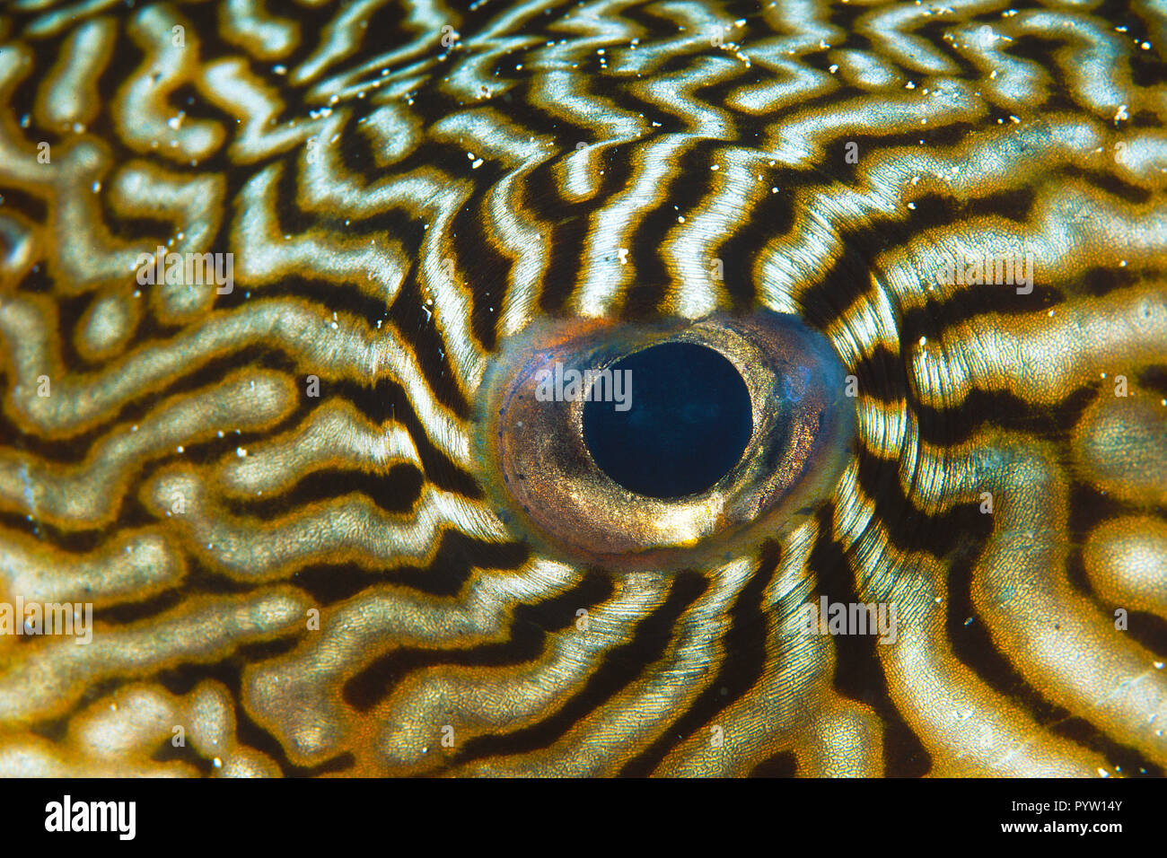 Auge von einems Mappa-Kugelfisch (Arothron mappa), Wakatobi, Indonesien | Auge Detail eines Mappa Kugelfisch (Arothron mappa), Wakatobi island Indonesien Stockfoto