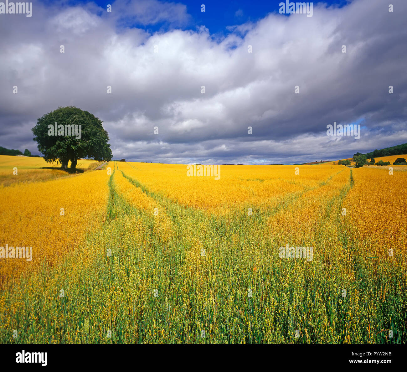 Felder von Getreide, in der Nähe von Avoch, Black Isle, Schottland, Vereinigtes Königreich, Europa Stockfoto