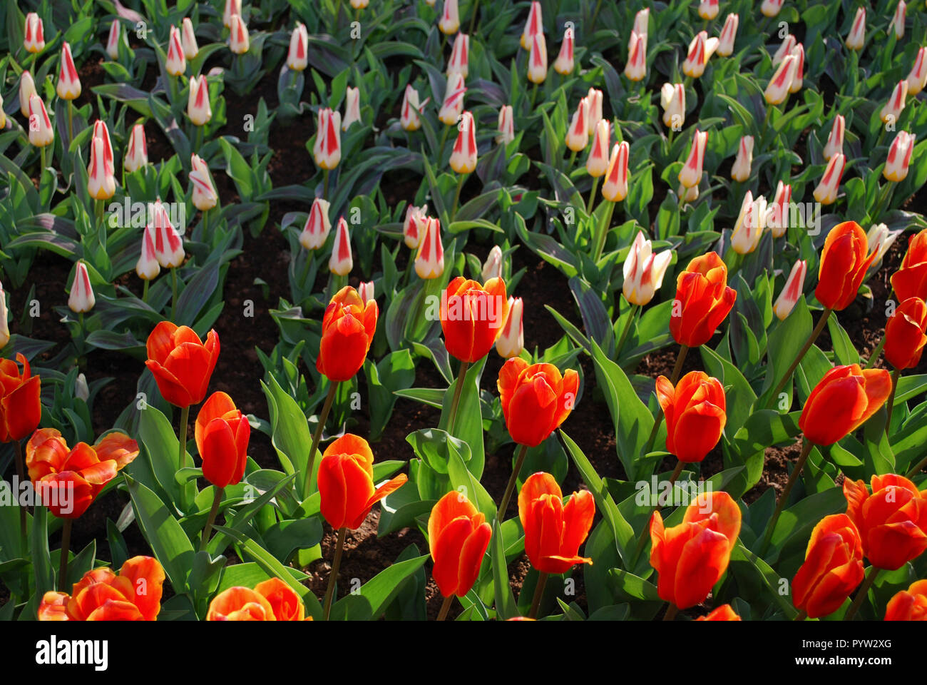 Kaufmanniana frühe Ernte und Rosa Diamant (Single Spät Gruppe) Tulpen im Park gewachsen. Frühling in den Niederlanden. Stockfoto