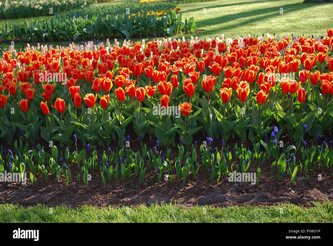 Frühe Ernte Kaufmanniana Tulpen im Park gewachsen. Frühling in den Niederlanden. Stockfoto