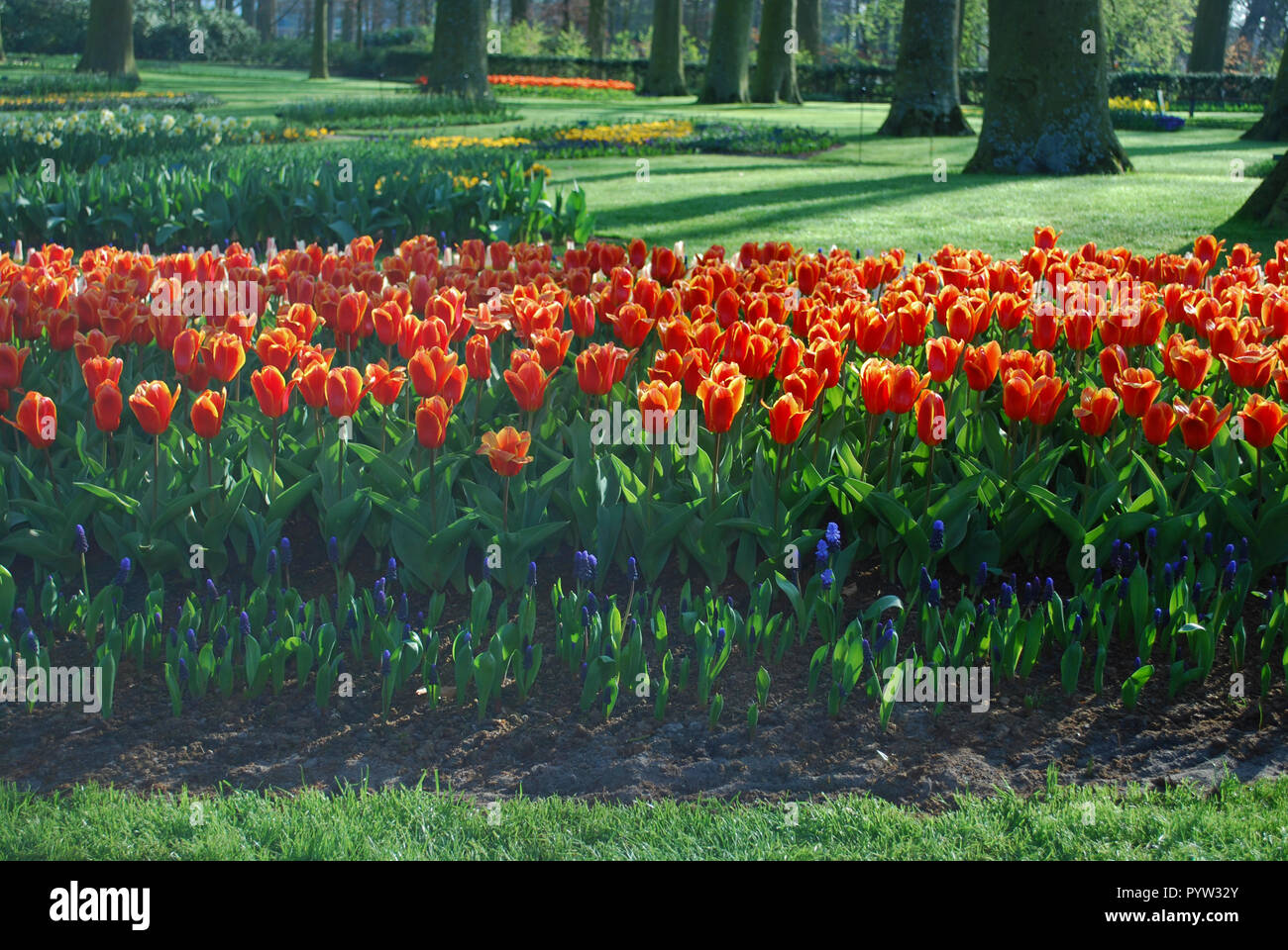 Frühe Ernte Kaufmanniana Tulpen im Park gewachsen. Frühling in den Niederlanden. Stockfoto