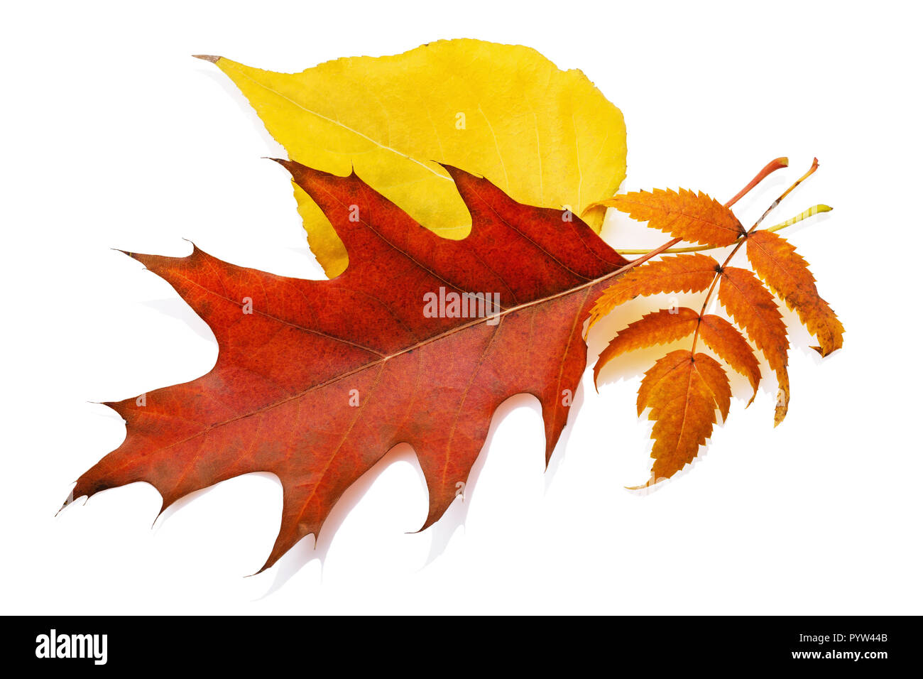 Herbst Blätter eines Ahorn, Pappel, Eberesche auf weißem Hintergrund Stockfoto