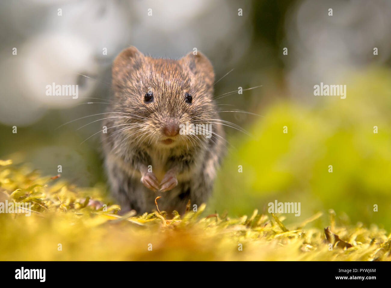 Frontalansicht des niedlichen Bank vole (Clethrionomys glareolus) Maus in die Kamera schaut Stockfoto