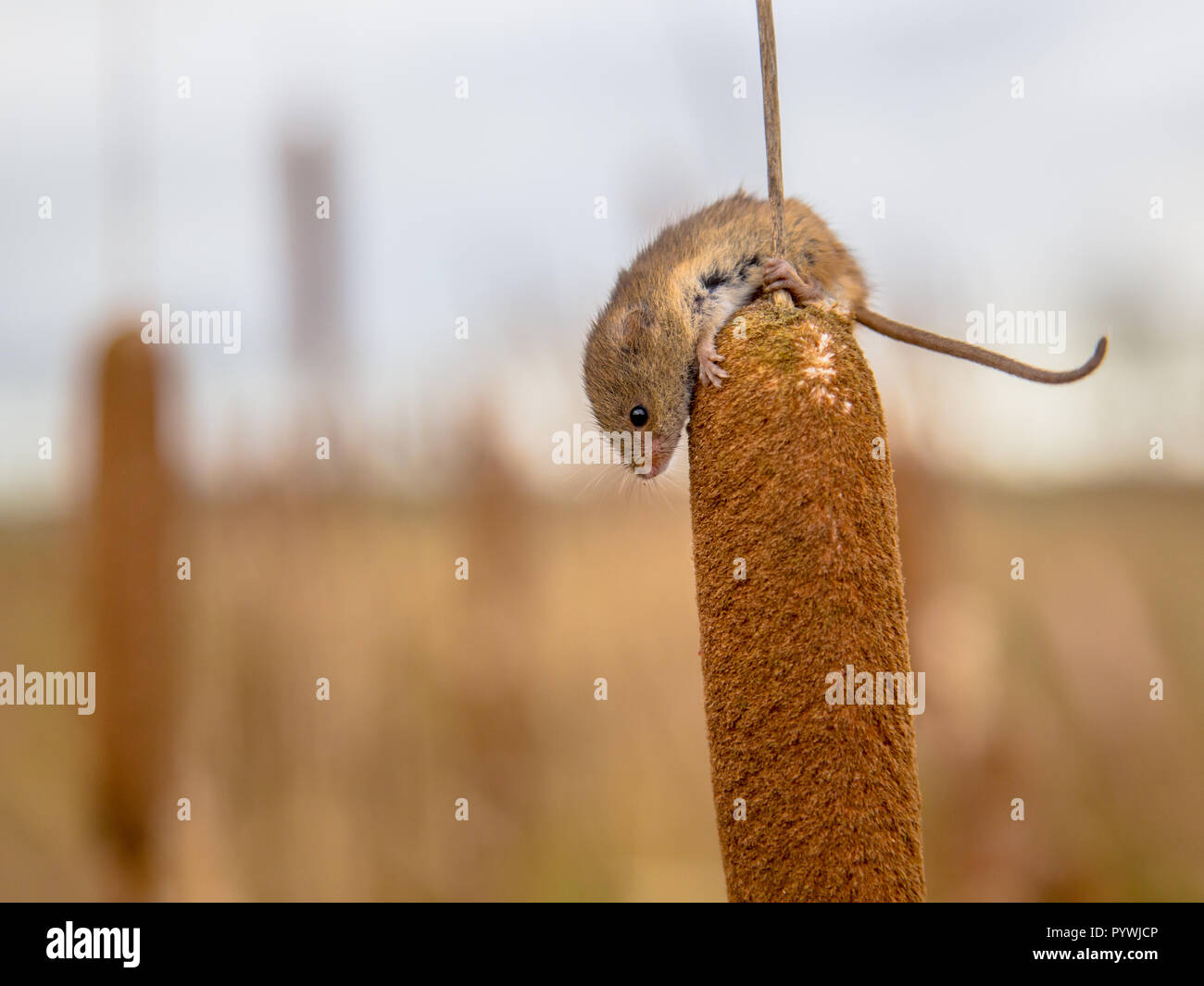 Ernte Maus (Micromys Minutus) Klettern an der Spitze der Blüten der Bekämpfung von breitblättrigem Unkraut (cattail Typha latifolia) natürlichen Lebensraum im Freien Stockfoto
