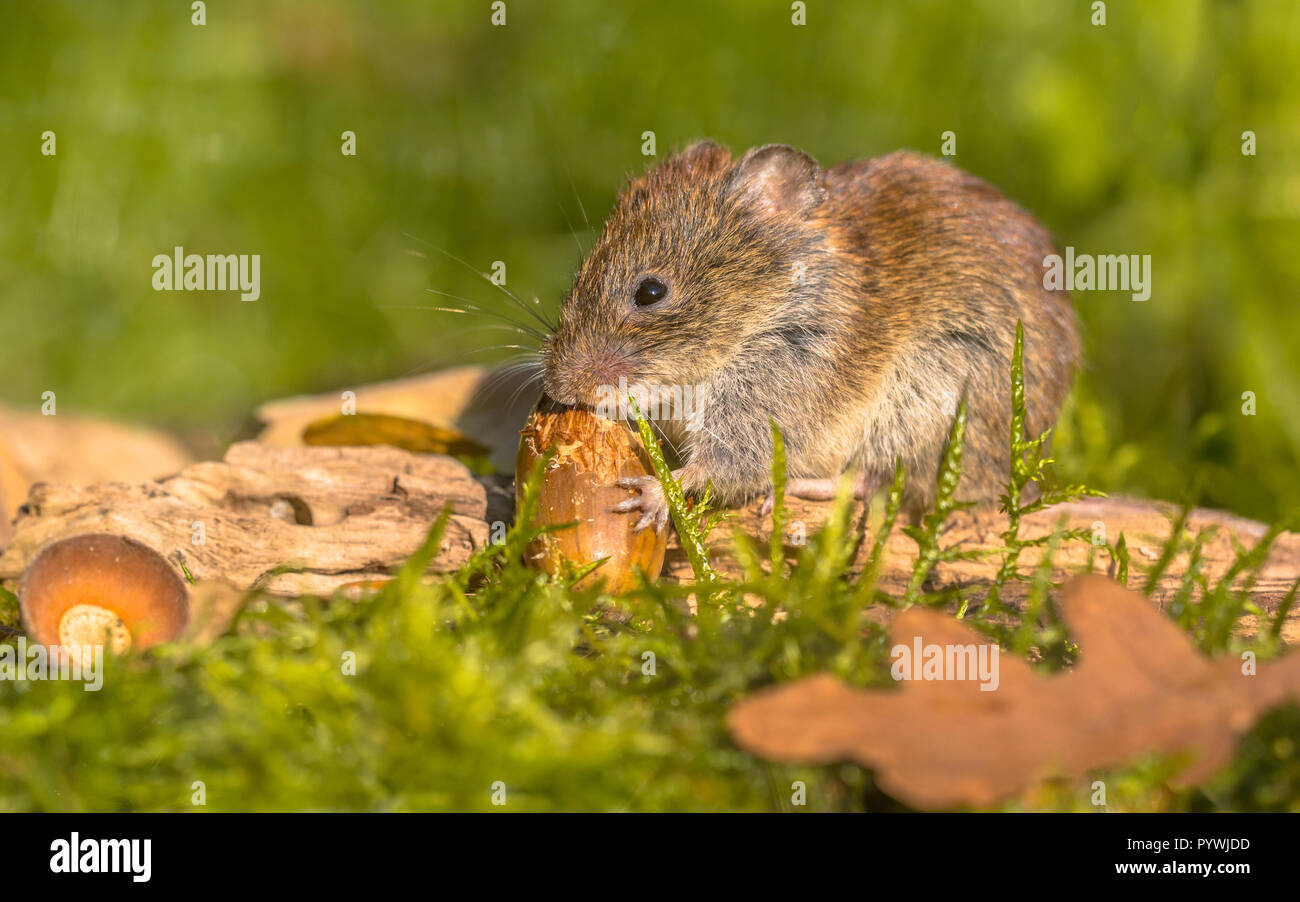 Wild Bank vole (Myodes Glareolus) essen Acorn auf Herbst Szene Waldboden mit tote Blätter und Eicheln Stockfoto