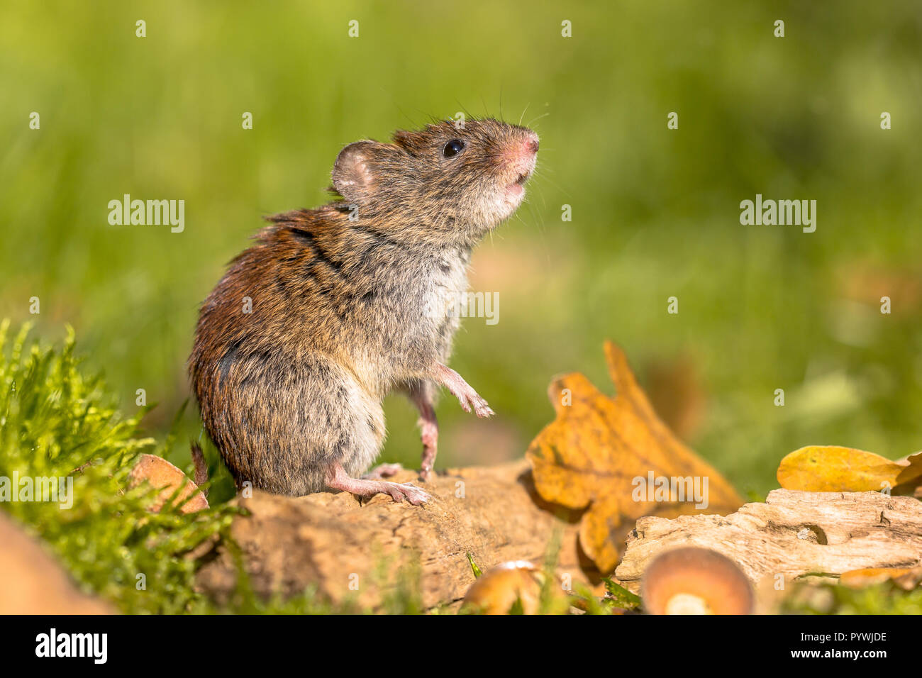 Wild Bank vole (Myodes Glareolus) Maus auf die Hinterbeine stellen und suchen ab Herbst Szene Waldboden mit tote Blätter und Eicheln Stockfoto