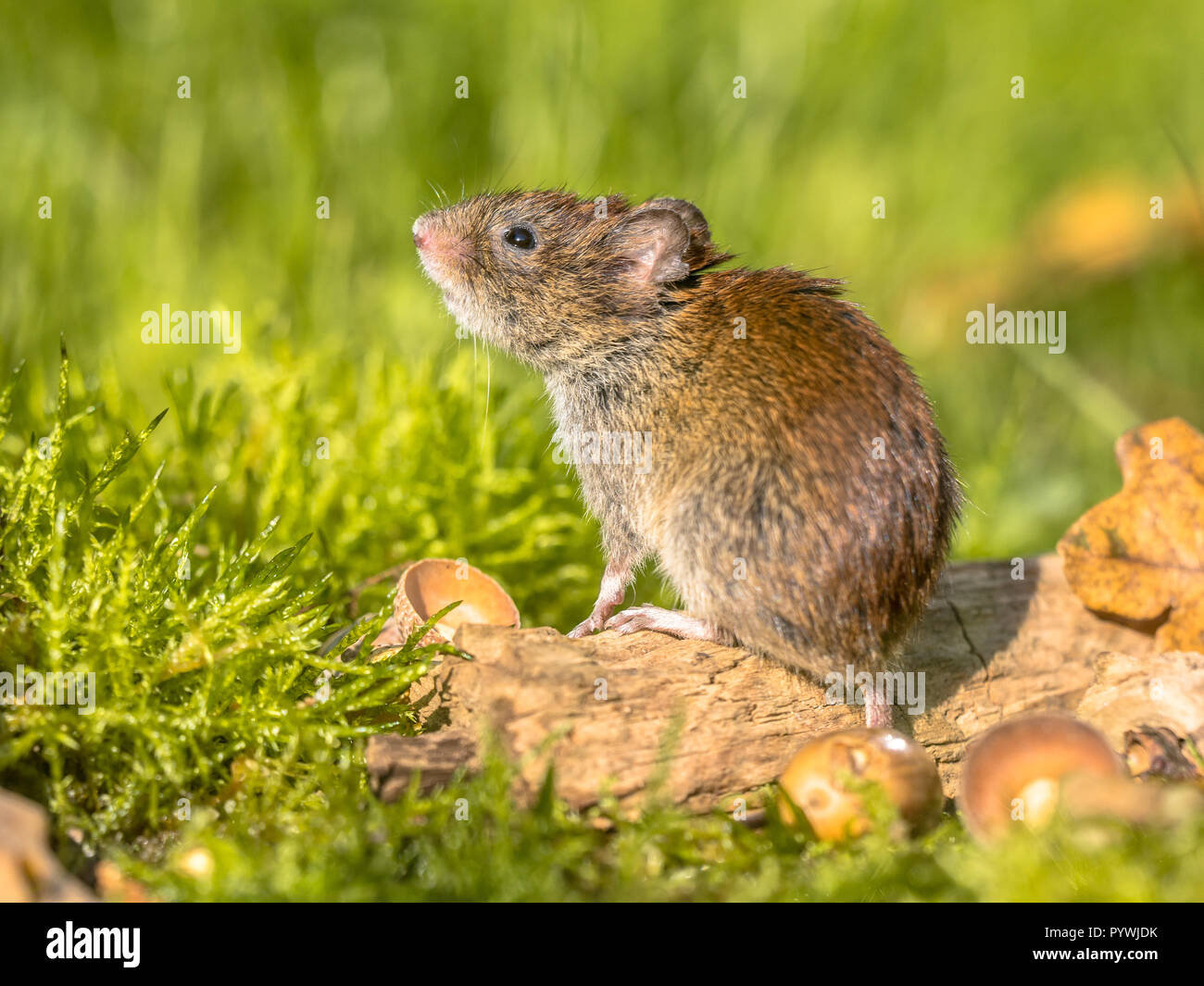 Wild Bank vole (Myodes Glareolus) Maustaste auf Anmelden herbst Szene Waldboden mit tote Blätter und Eicheln Stockfoto