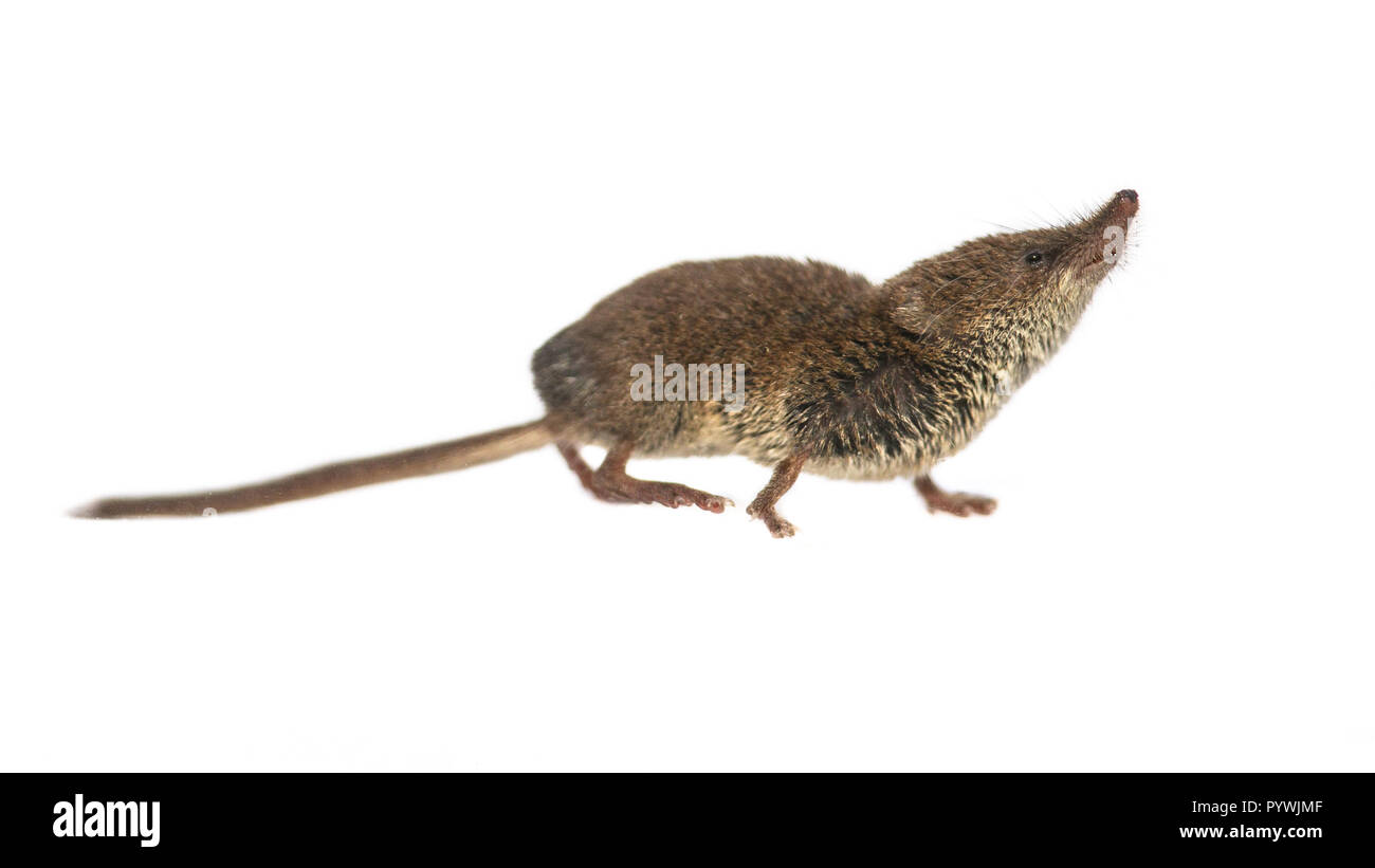 Eurasischen pygmy Waldspitzmaus (Sorex Minutus) bis Suchen auf weißem Hintergrund Stockfoto