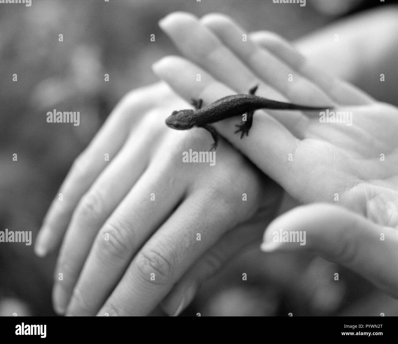 Frau mit kleinen Gecko in Händen. Stockfoto