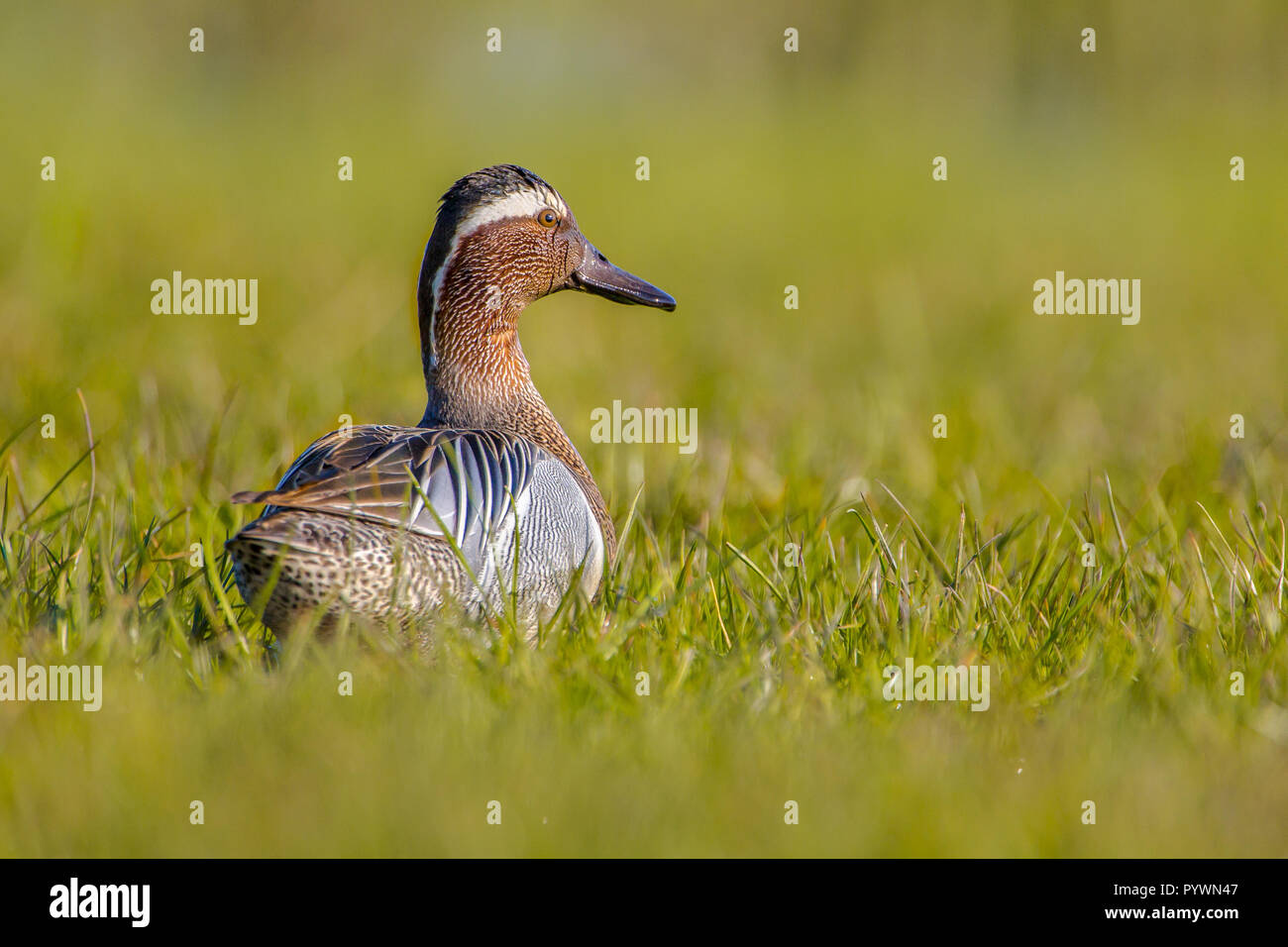 Männliche Ente Krickente (Anas querquedula) lookling rückwärts in der Morgensonne. Dies ist ein kleines Dabbling Duck. Sie brütet in Europa und der westlichen Stockfoto