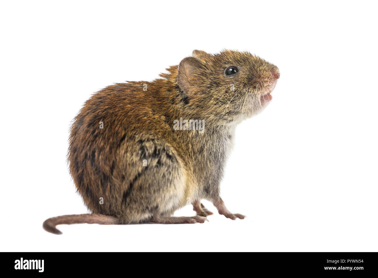 Seitenansicht der wilden Bank vole Maus (Myodes Glareolus) sitzen auf die Hinterbeine und schaut auf weißem Hintergrund Stockfoto