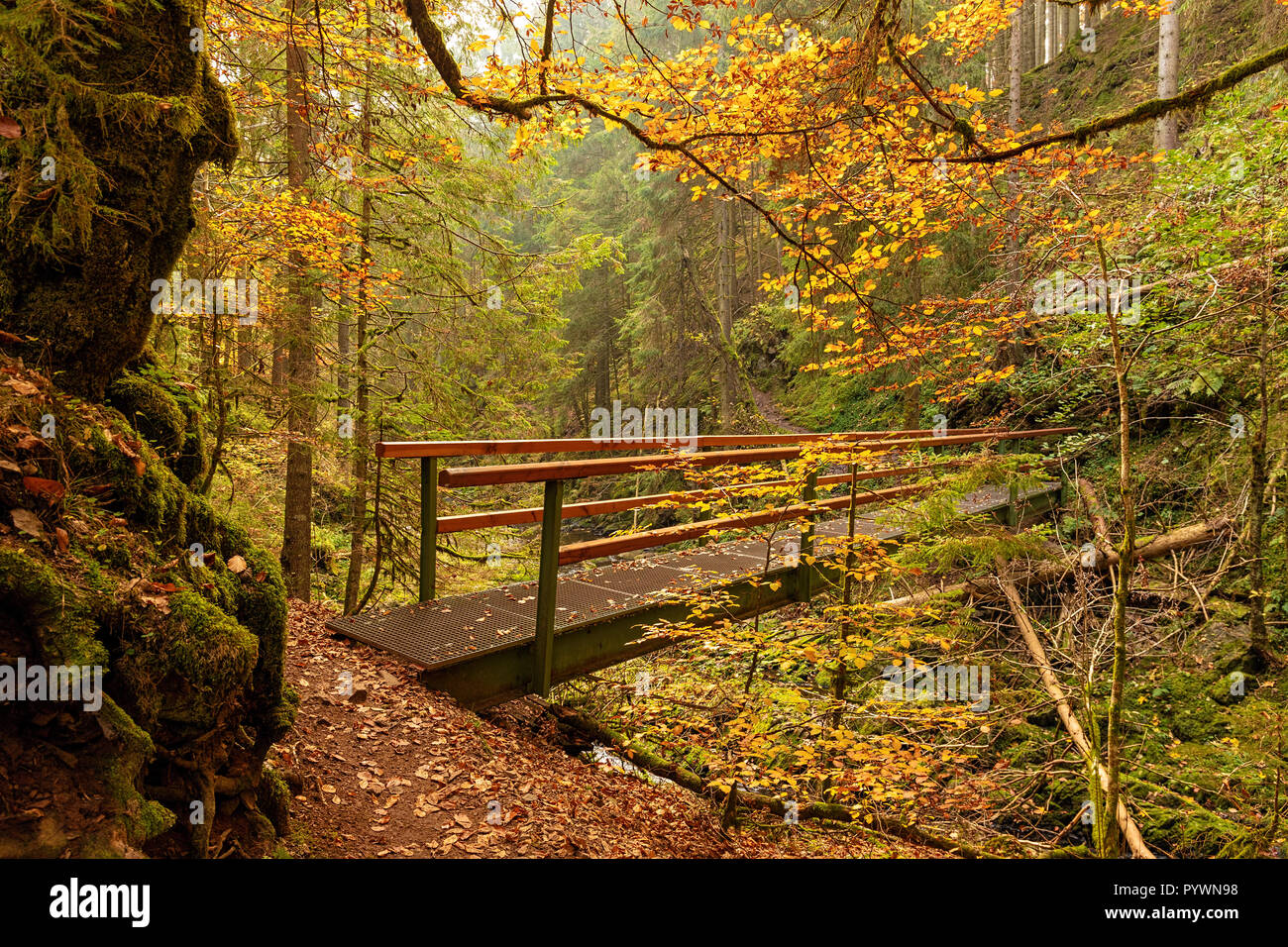 Wandern Eindruck im Schwarzwald entlang der Roetenbach im Herbst, Deutschland. Magische Herbst Forrest. Buntes Herbstlaub. Romantische Hintergrund. Hiki Stockfoto