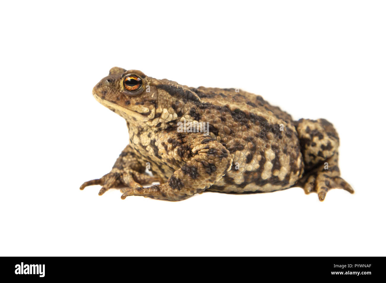 Europäische Erdkröte (Bufo bufo) auf weißem Hintergrund Stockfoto