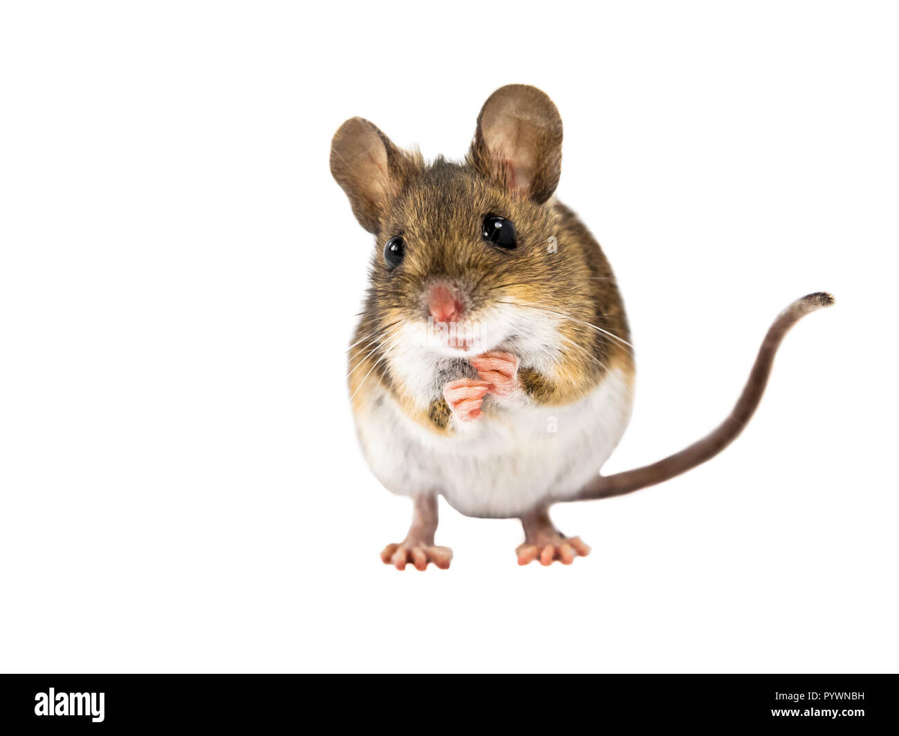 Frontalansicht des Holz Maus (APODEMUS SYLVATICUS) auf weißem Hintergrund Stockfoto
